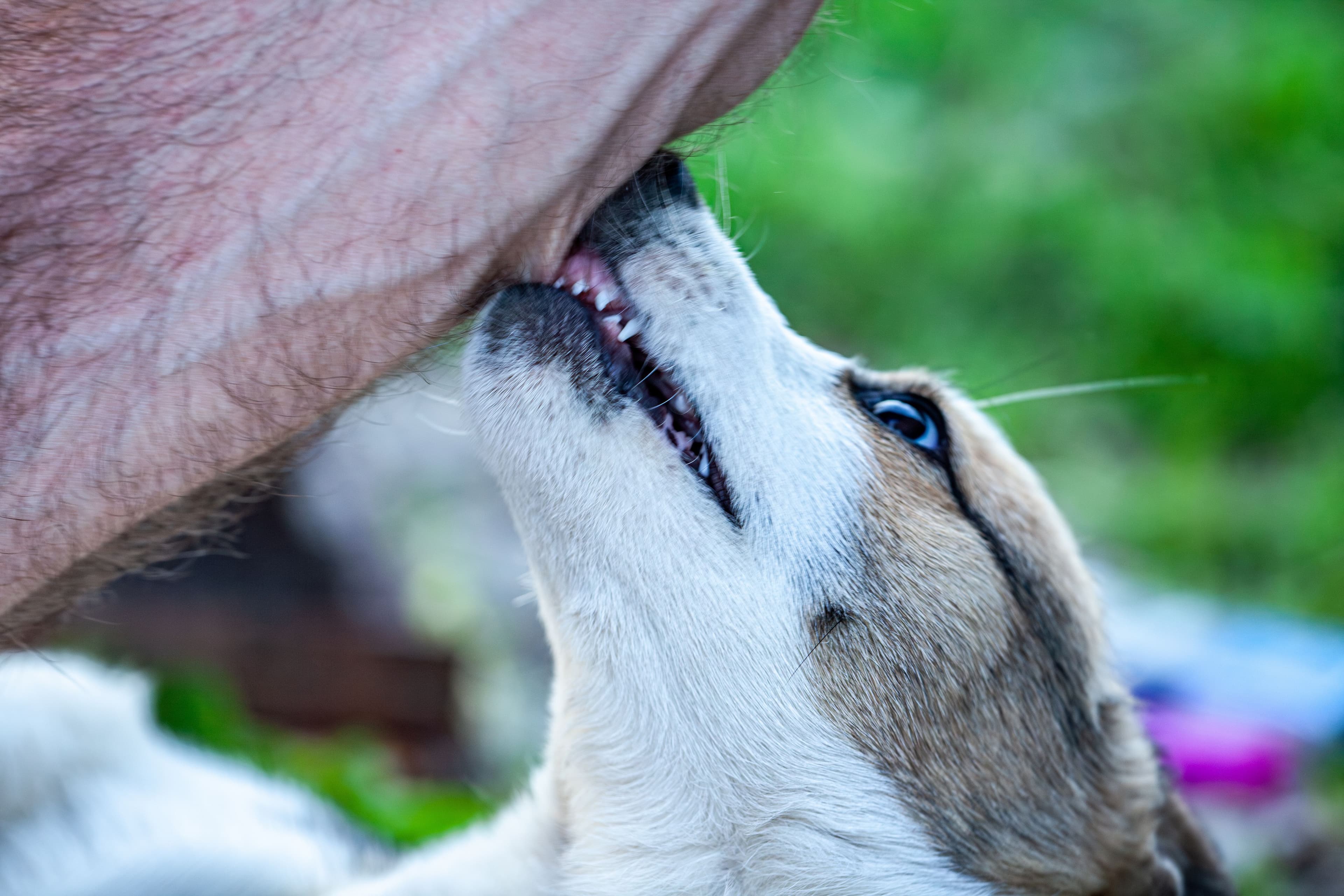 Image for ContentHero component - Dog Bites: Advocating for Victims and Securing Justice with Hayes Law Firm