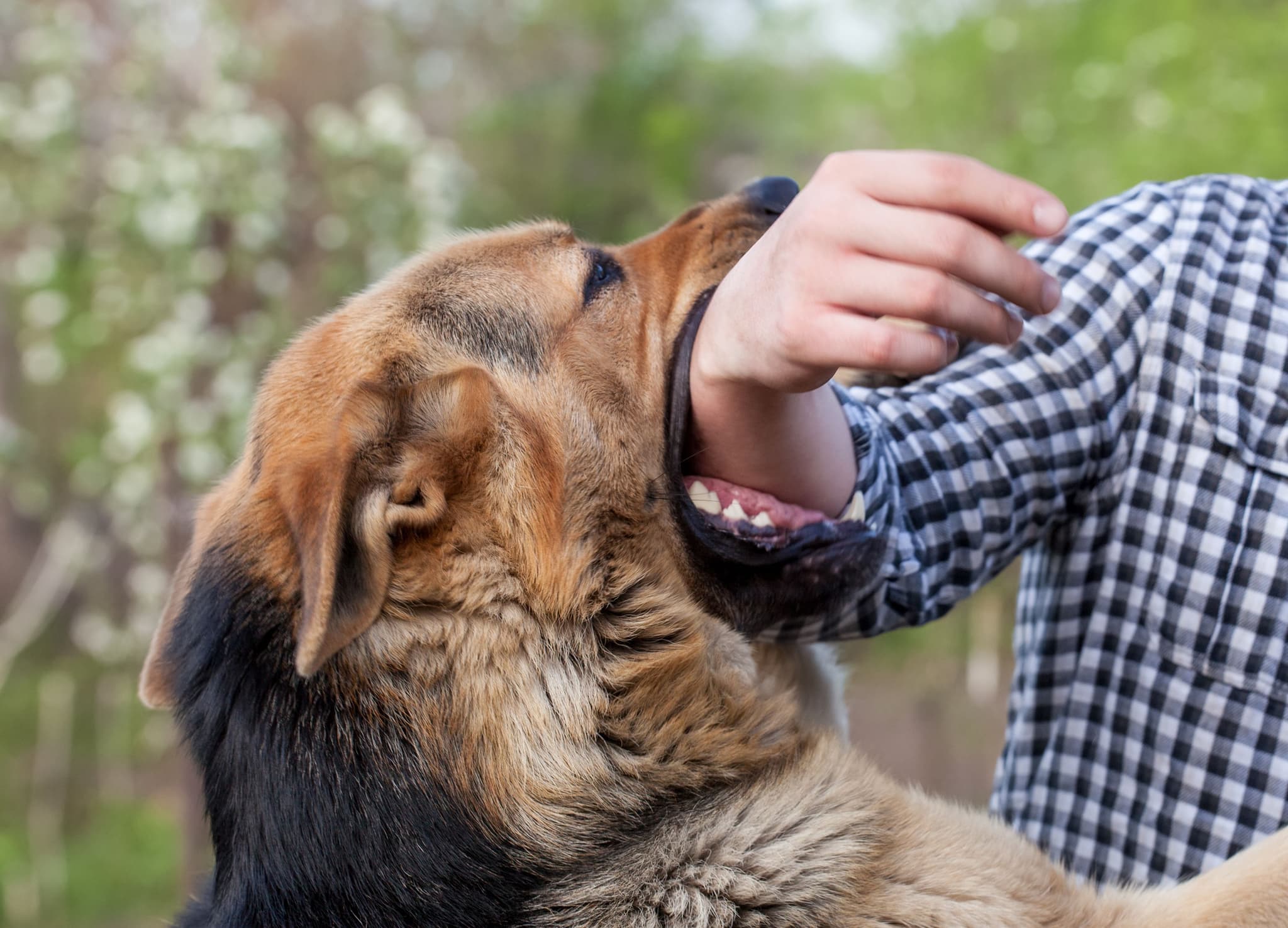 Image for BlogCard component - Dog Bites: Protecting Victims with Hayes Law Firm